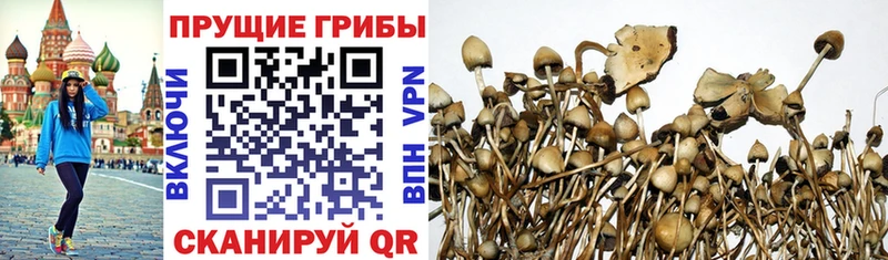 Галлюциногенные грибы Cubensis  маркетплейс Telegram  Новая Ладога 